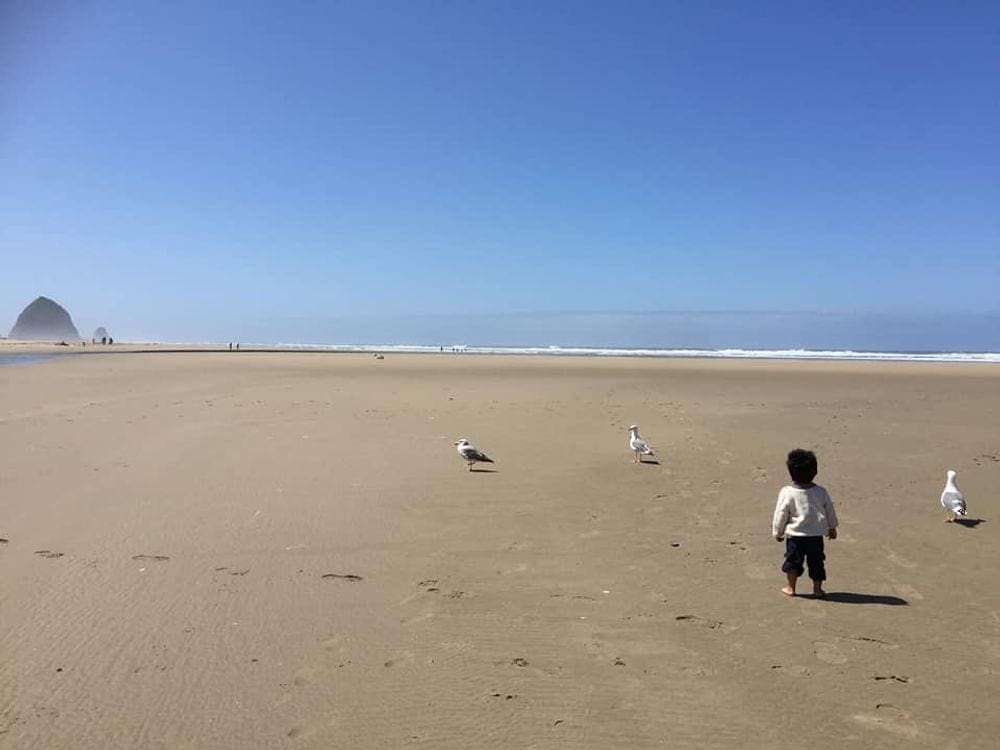 A toddler boy stares at three seagulls while xploring Cannon Beach, one of our recommended kid-friendly U.S. beaches for families