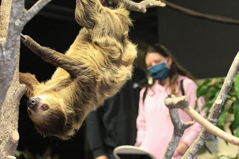 A sloth hangs from a tree at the Austin Aquarium while a woman wearing pink looks on.