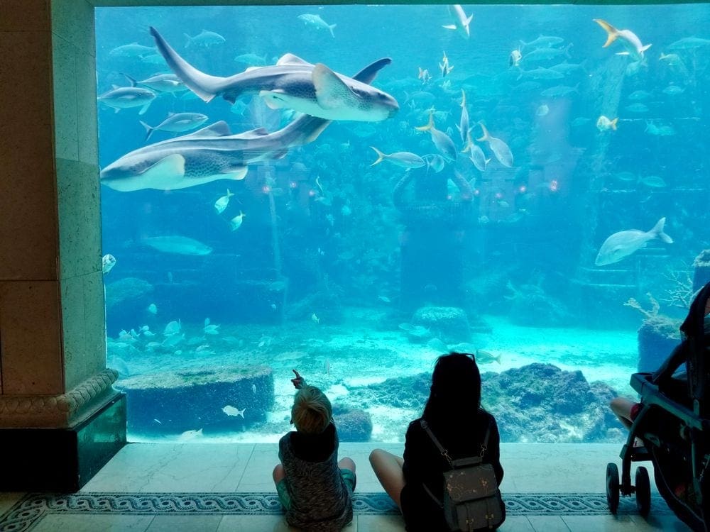 A young child and their mom enjoy the many sharks at the aquarium in Atlantis Bahamas.