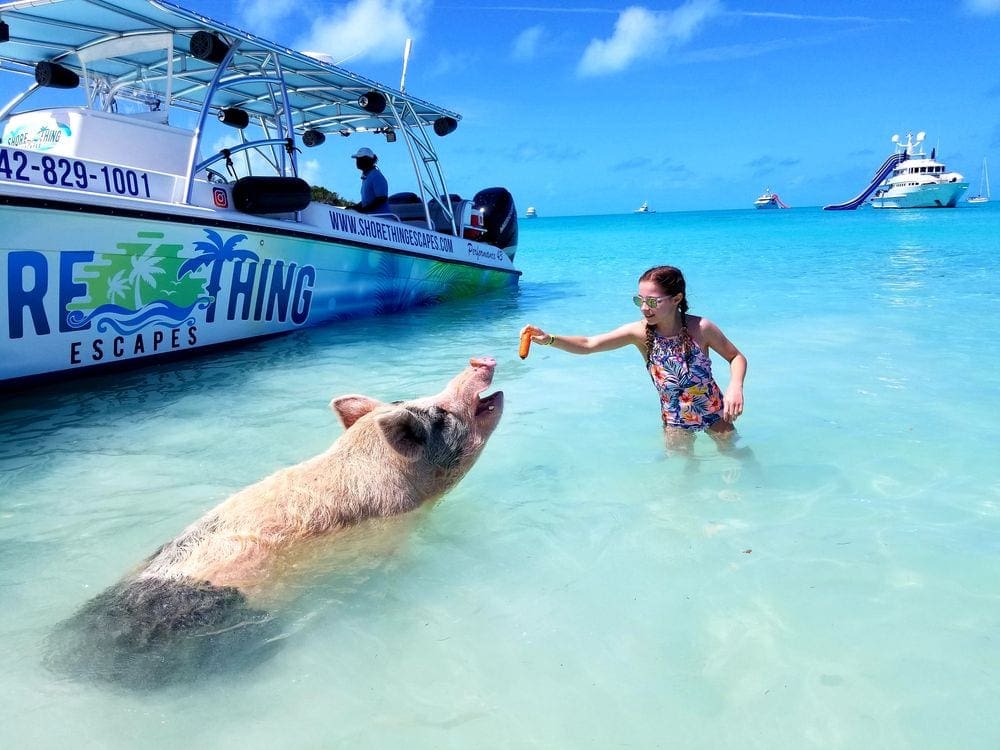 Girl feeding a large pig a carrot in the clear blue water of the Bahamas.