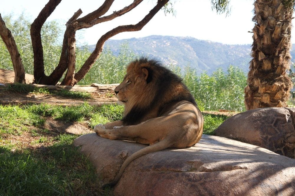 A large male lion, with a full mane, sits on a rock while looking off into the distance at the San Diego Safari Park.
