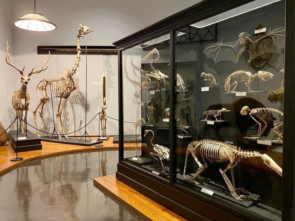 A display of animal bones at the The Charleston Museum.