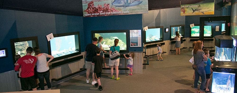 Seval people enjoy aquatic exhibits at UGA Marine Education Center and Aquarium.