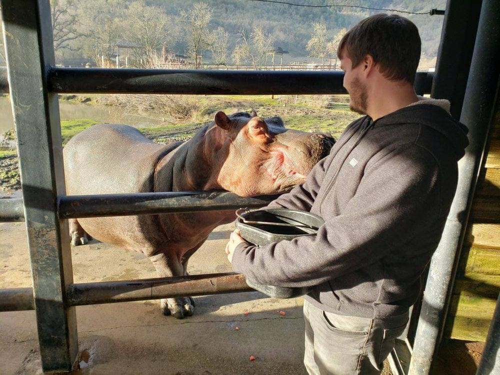 A trainer at the Wildlife Safari in Oregon holds a bucket of food while looking across a fence at one of the resident hippos.