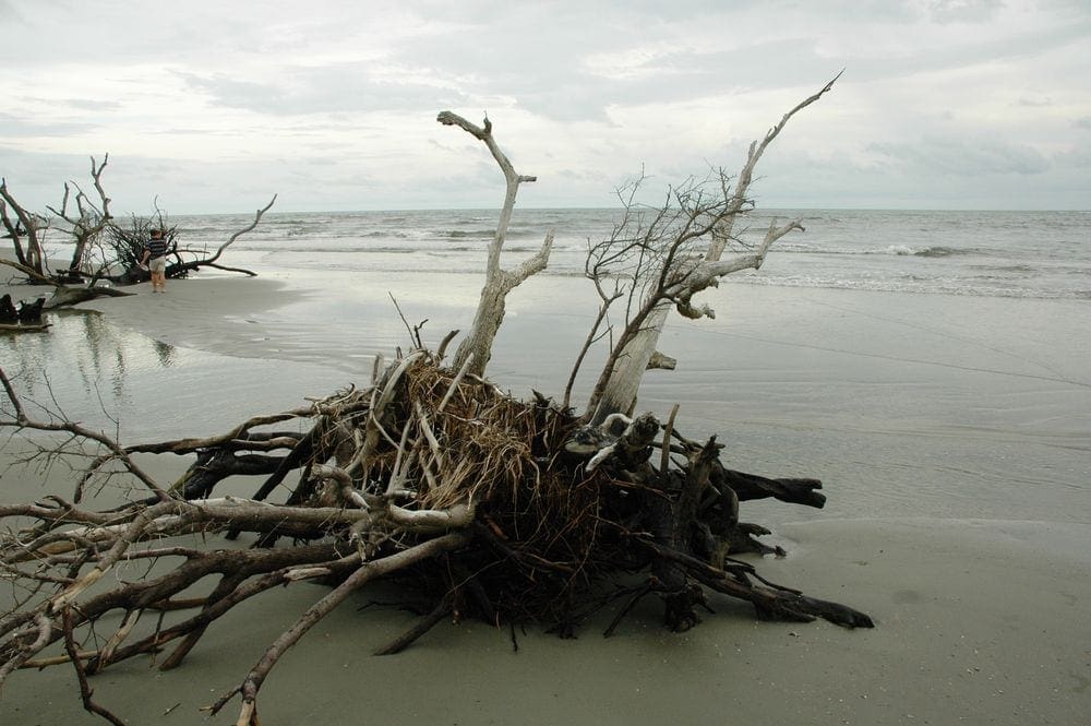 A twisted tree and root system comes out of the sand on the beach of Capers Island, one of the best South Carolina islands for families.