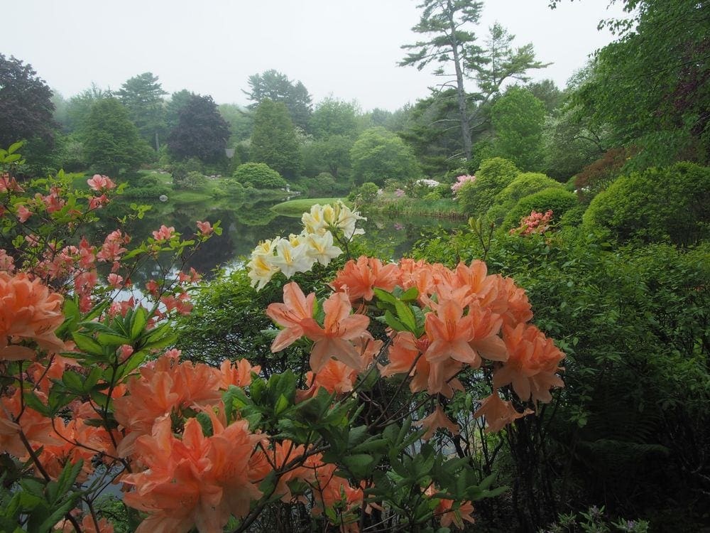 Beautiful orange and white flowers surrounded by lush greenery at teh Asticou Azalea Garden within the Photo Courtesy: Land & Garden Preserve, one of the best things to do in Bar Harbor with kids.