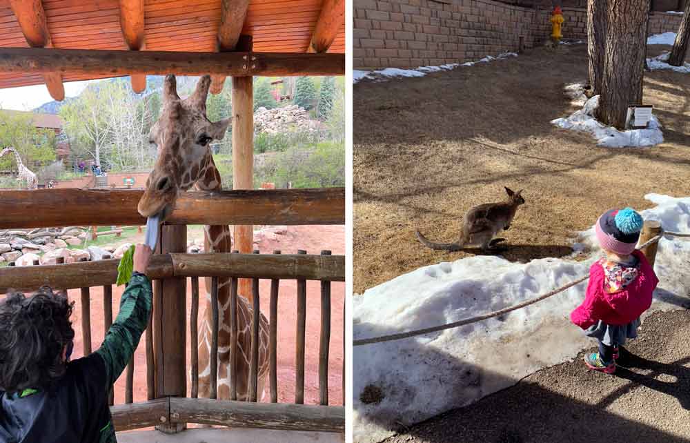 Left Image: A young boy feeds lettuce to a giraffe at the Cheyenne Mountain Zoo, one of the best things to do in Colorado Springs with kids. Right Image: A young girl stares at a wallaby across a fence.