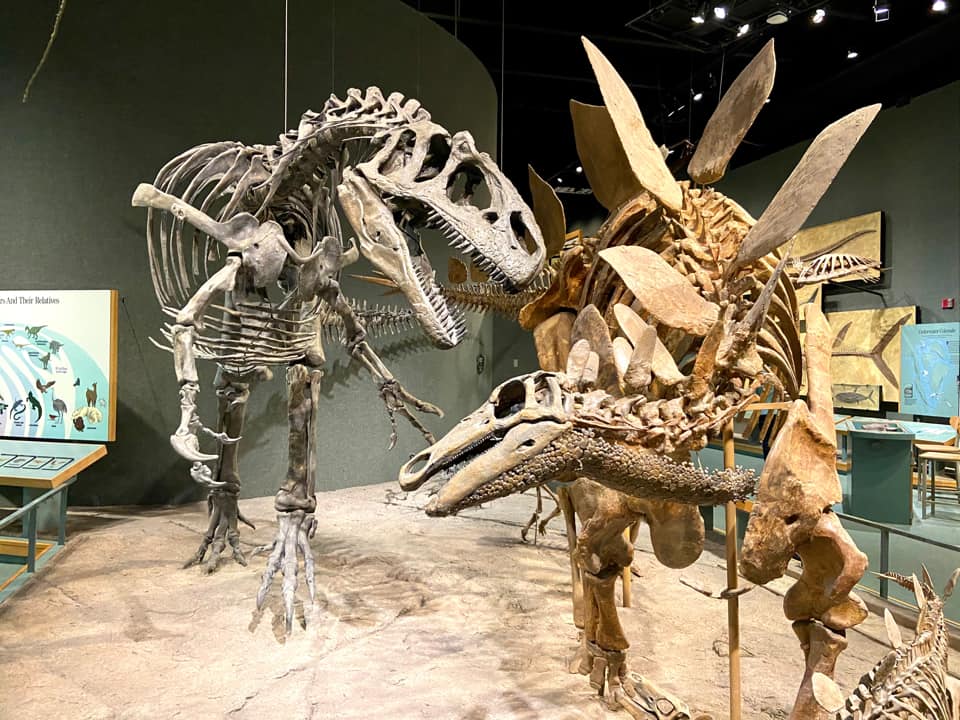 Two dinosaur skeletons, one t-rex and one stegosaurus, face eachother on display at the Denver Chidlren's Museum, one of the best things to do in Colorado with kids.