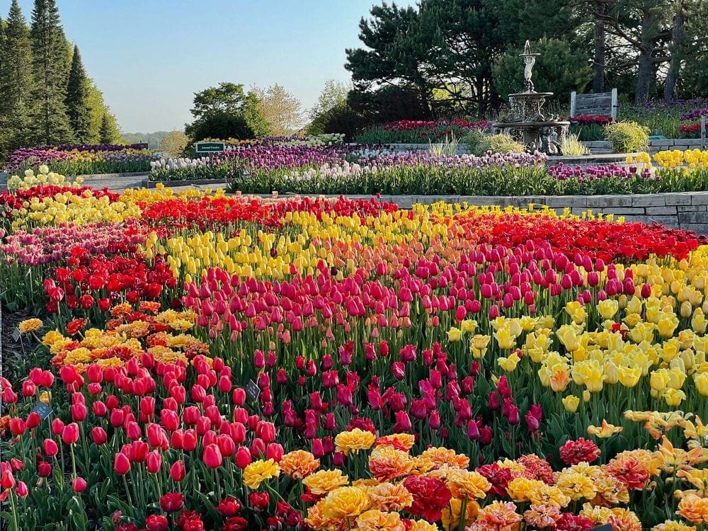 A field of flowering tulips in hues of pink, yellow, and orange at the Minnesota Landscape Arboretum.