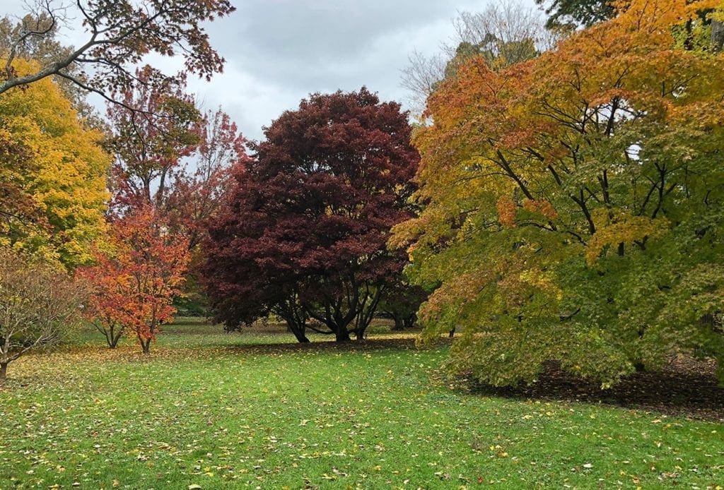 Fall colored trees on the lawn at the Arnold Arboretum of Harvard University.