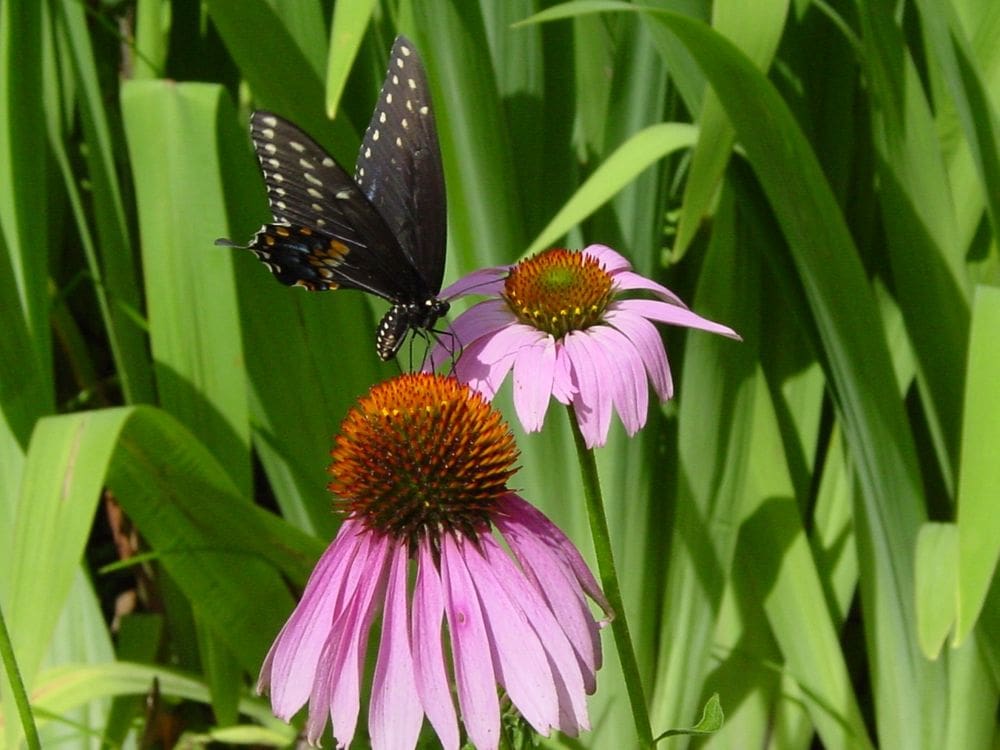 A black butterfly lands on a pink flower at the New Orleans Botanical Garden.
