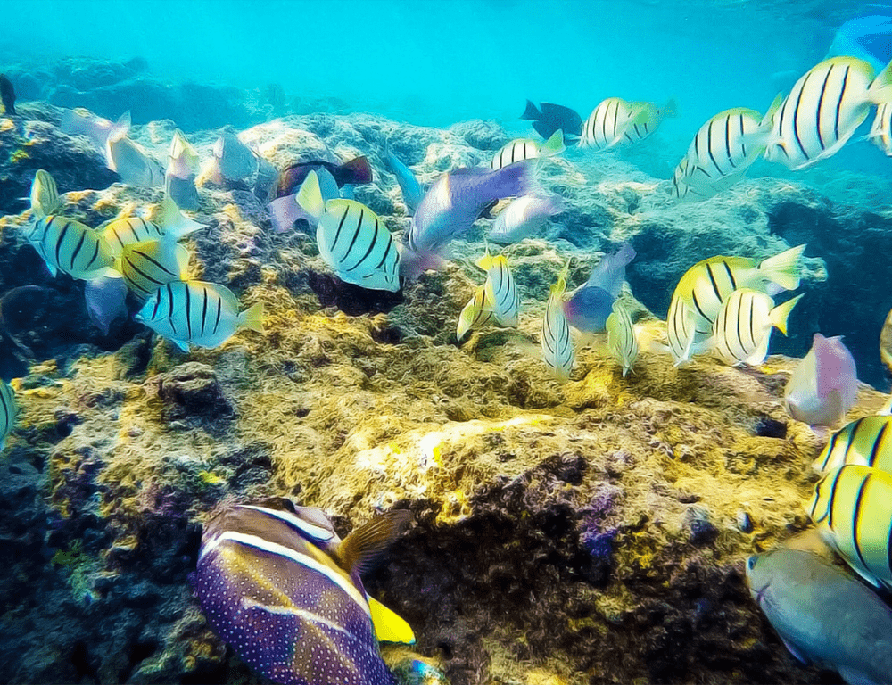 Several tropical fish swim underwater.