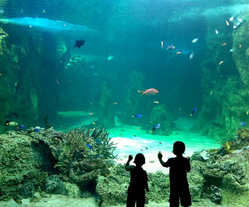 Two kids with their hands on the glass of an aquarium in Lisbon, looking at fish in the tank.