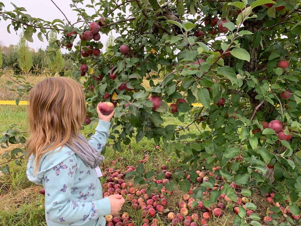A young girl holds an apple she recently picked off a tree at an orchard near Hastings, Minnesota.