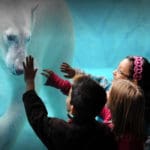 Three kids reach out to touch the face of a polar bear, whose on the other side of an exhibit glace at the Brookfield Zoo.