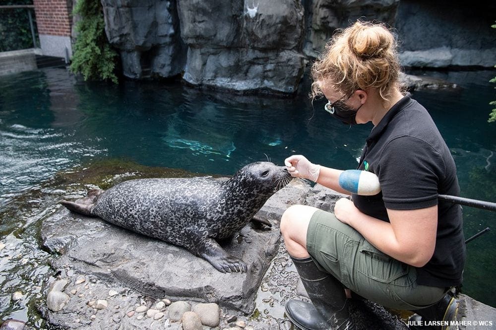 A zookeeper feeds a seal at the Central Park Zoo, one of the best things to do New York City with young kids.
