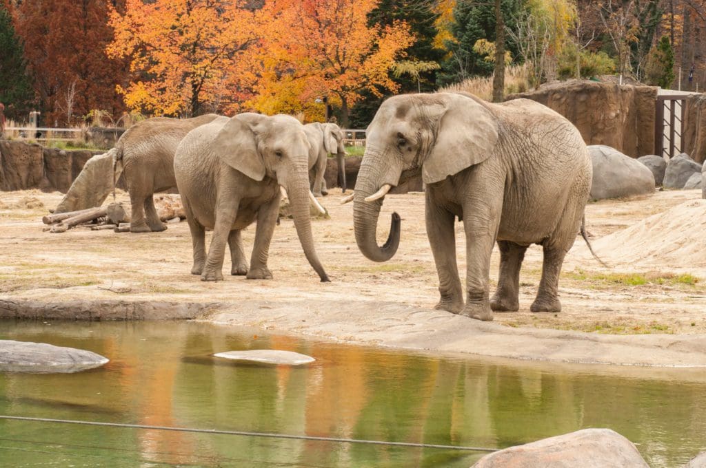 Several elephants wander around a small watering hole at the Cleveland Metroparks Zoo.