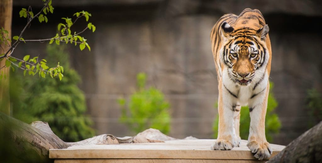 A tiger looks out of an exhibit at the Cleveland Metroparks Zoo.