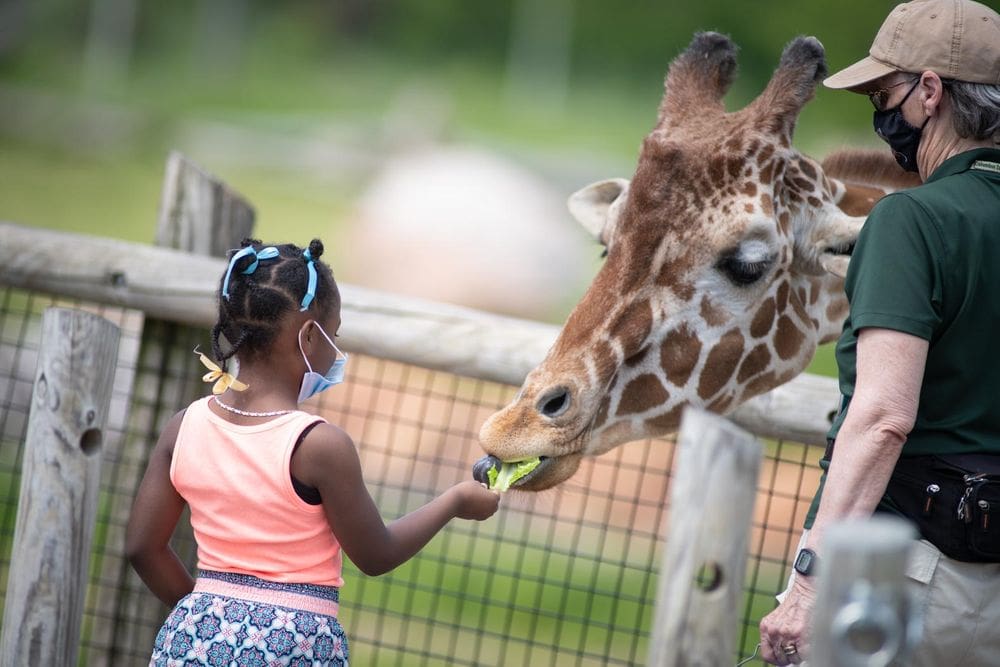 A young African-American girl feeds a giraffe at the Columbus Zoo and Aquarium, one of the best zoos in the Midwest for families.