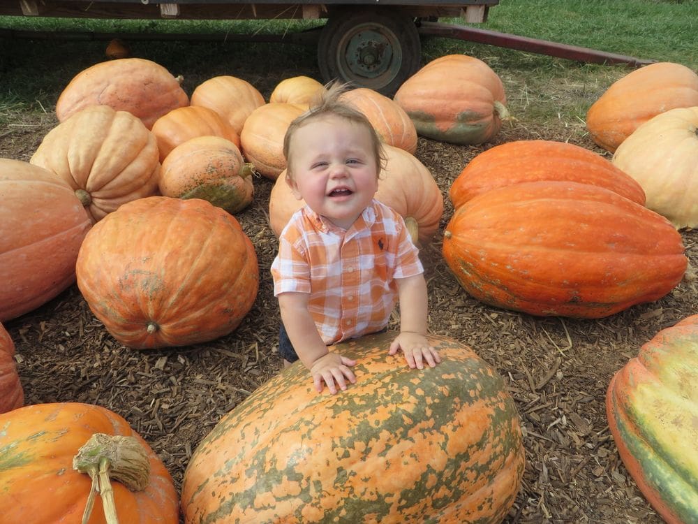 A toddler boy gives a huge cheesy grin while standing near a pumpkin in a patch at Homestead Farm, a great location for fall activities near Washington DC for families.