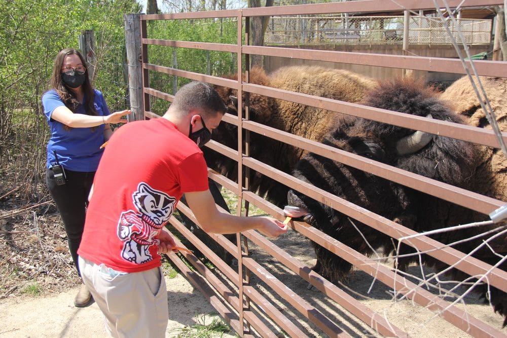 A teen boy holds out food for a bison while a staff member speaks at the Henry Vilas Zoo in Madison.