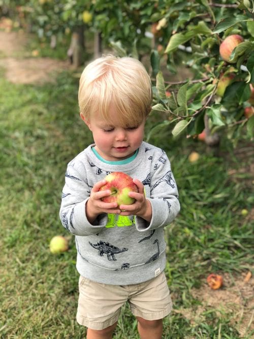 A toddler boy smiles at an apple he pulled off a tree while exploring an orchard.
