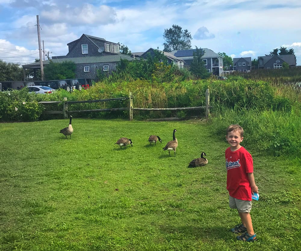 A young boy stands in front of several geese on Martha's Vineyard.