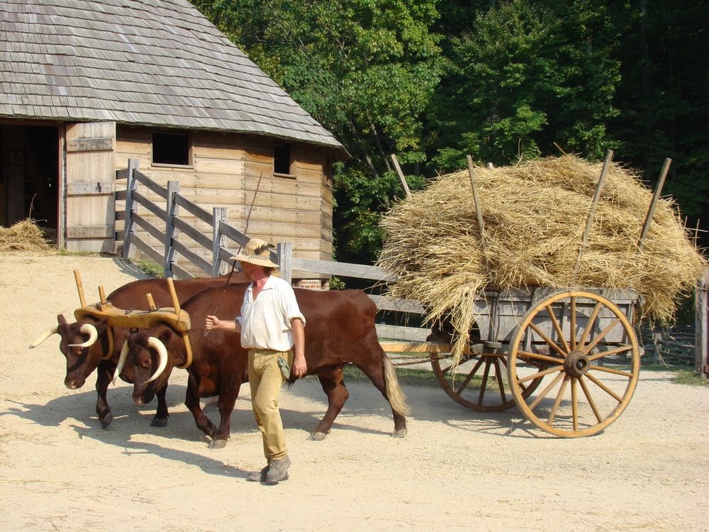 A man in historic costume leads two oxen pulling a wagon full of hay at Mount Vernon, a great location for fall activities near Washington DC for families.