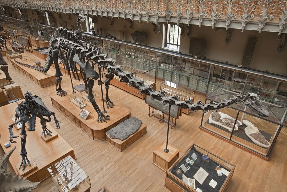 Looking down from a balcony within the Muséum national d'Histoire naturelle onto two large dinosaur fossils and other smaller fossils nearby.