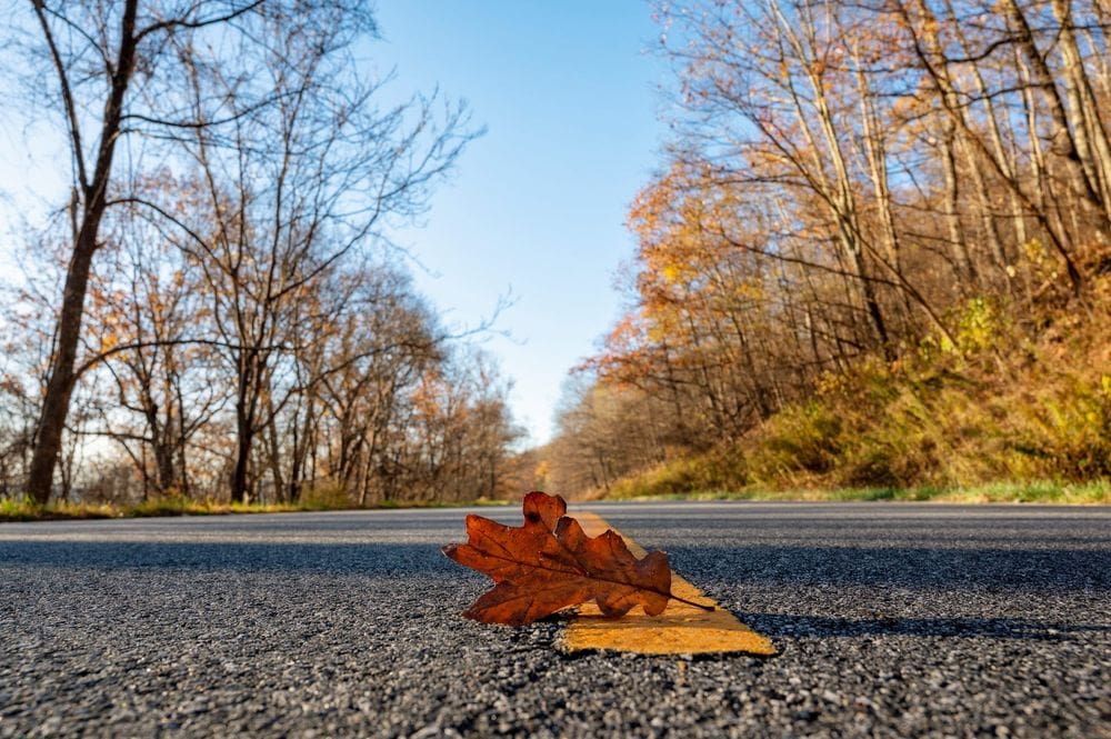 An oak leaf rests on Skyline Drive, a scenic route through Shenandoah National Park.