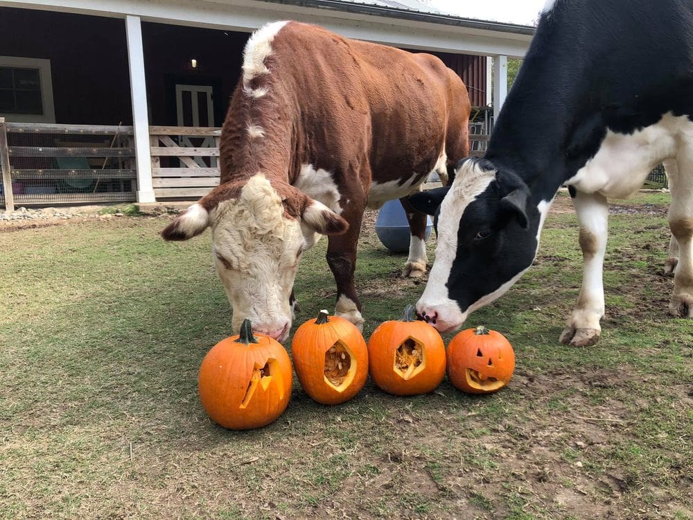 Two cows, one brown and one black, sniff at four carved pumpkins at the Smithsonian’s National Zoo and Conservation Biology Institute, a great location for fall activities near Washington DC for families.