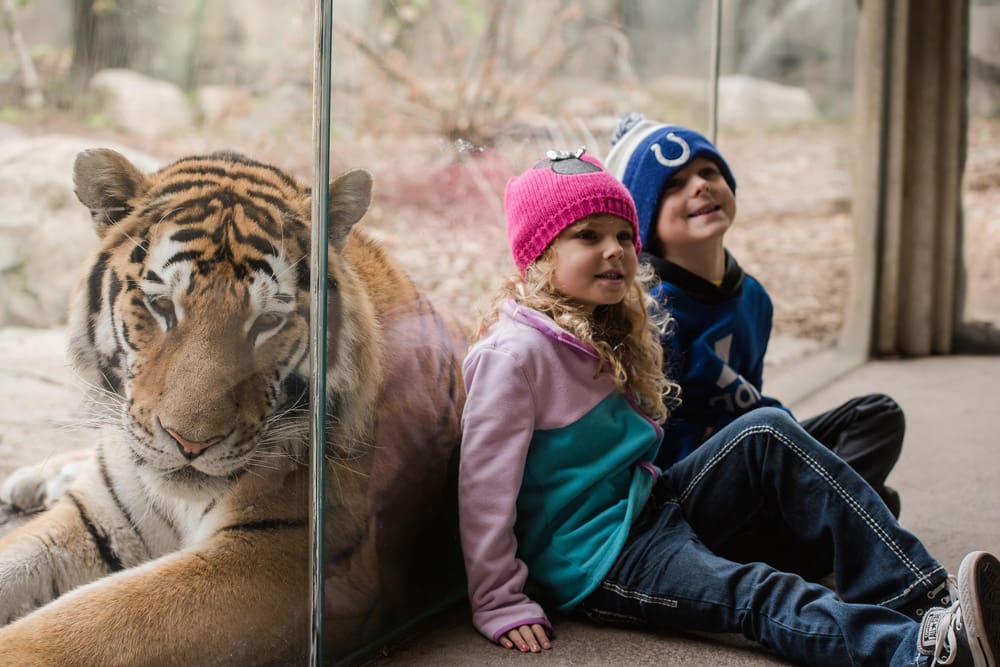 Two kids sit with their backs to the glass, on the otherside of which rests a tiger at the Indianapolis Zoo.