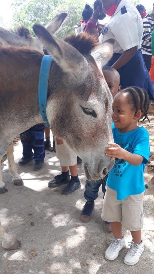 A young boy smiles while petting a donkey at the Antigua's Donkey Sanctuary Humane Society.