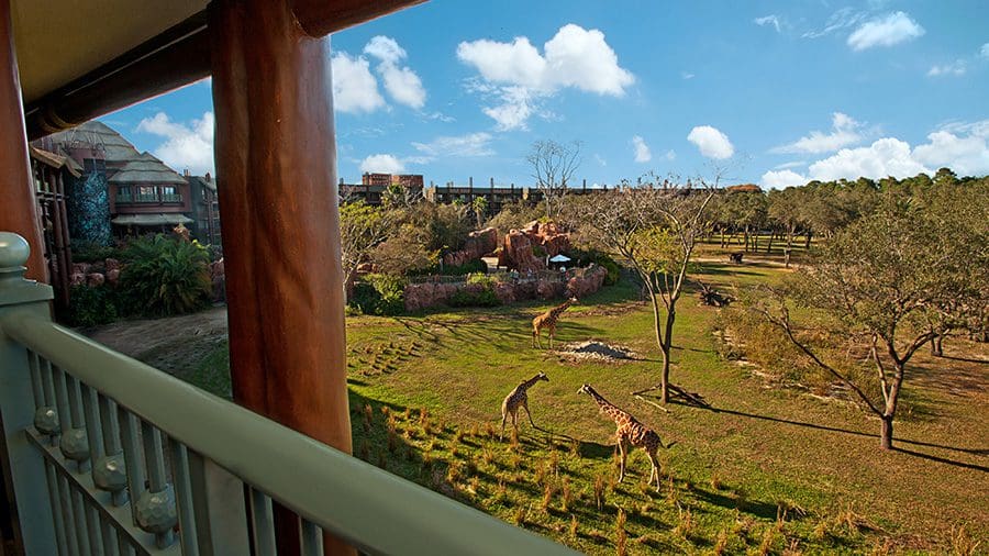 Over a balcony at Disney's Animal Kingdom, looking out onto a grassy field with giraffes walking around.