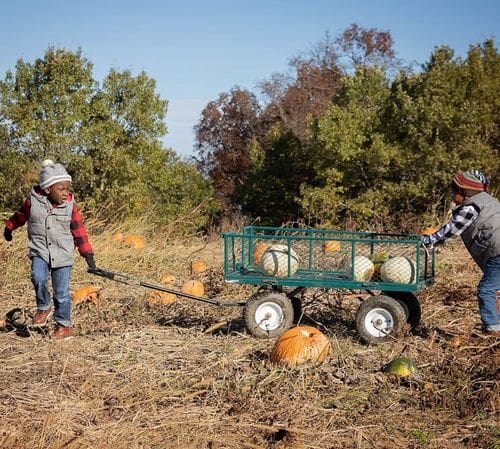 A young black boy pulls a wagon full of pumpkins, while another pushes, on a crisp fall day near Galena, Illinois.