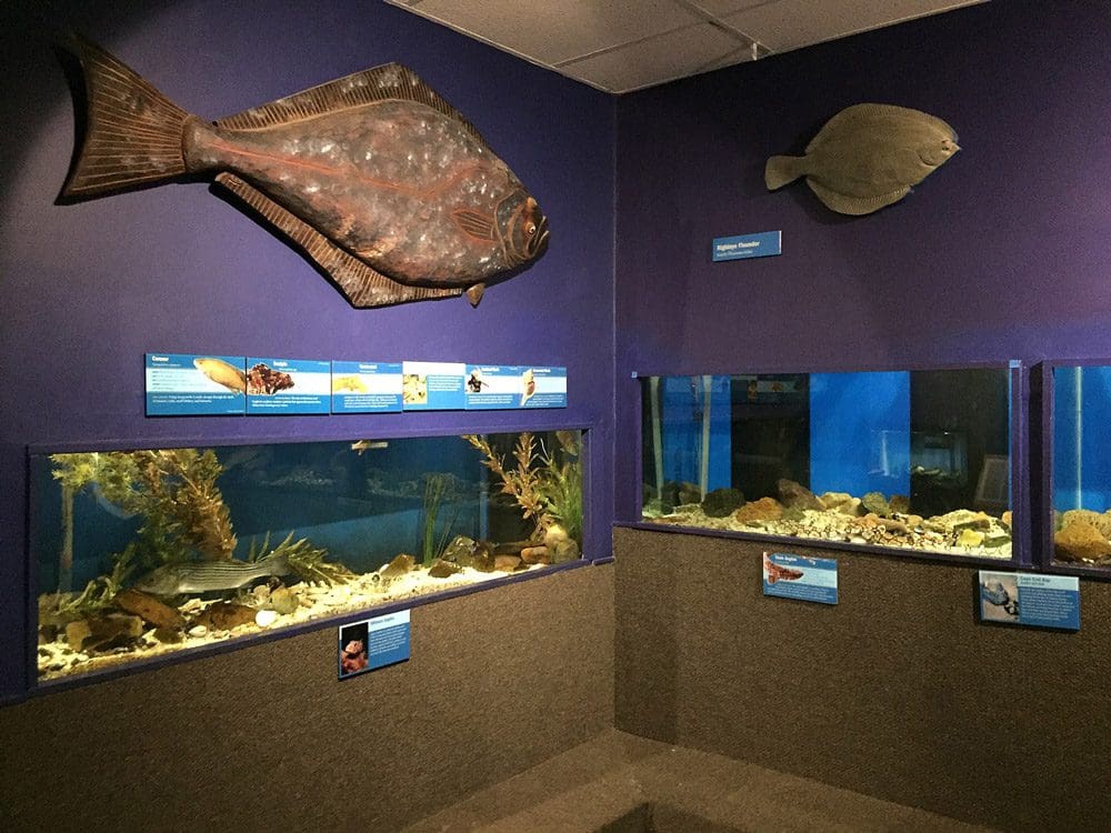 Inside the Cape Cod Museum of Natural History, featuring a large exhibit on local fish.