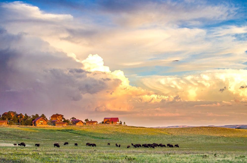 Bison roam a large field with cabins from Zion Mountain Ranch in the distance under a sunset.
