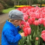 A young boy smells bright pink tulips while vacationing in the Netherlands.