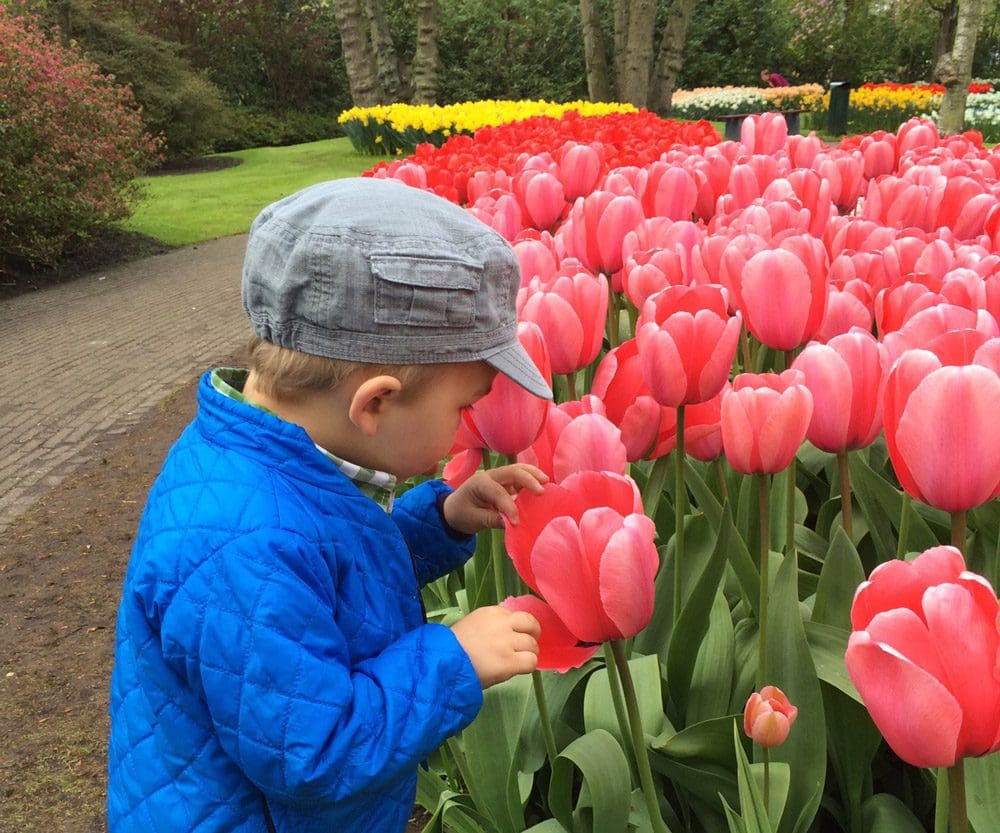 A young boy smells bright pink tulips while vacationing in the Netherlands, one of the top places in travel in 2023 with kids.