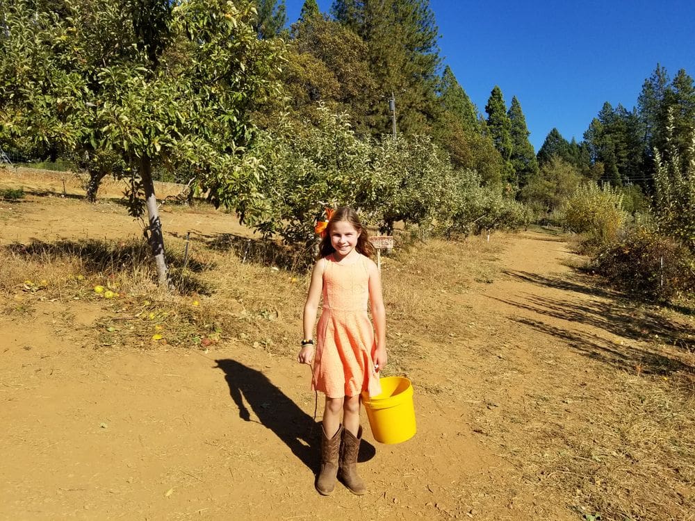 A young girl holding a yellow bucket walks along a dirt path between apple tress at Denver Dan's Apple Patch, one of the best places for fall in California with kids.