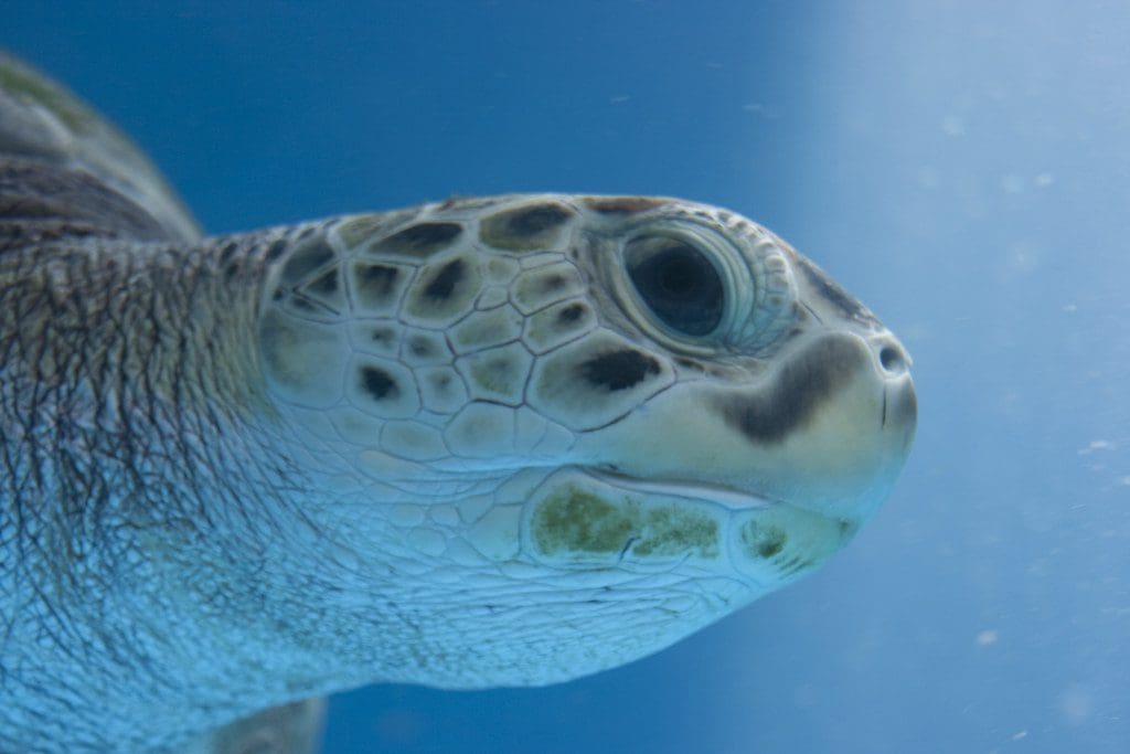 A close up of a turtle in the water at the Sea Aquarium in Curacao.