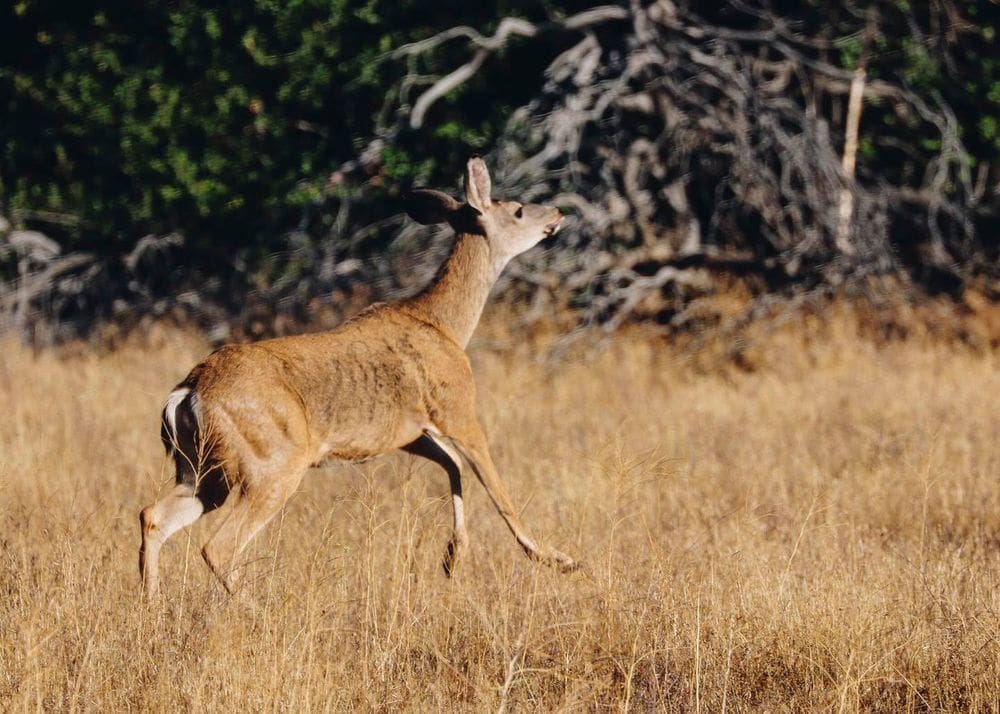 A deer frolics through an autumn field at Cuyamaca Rancho State Park.