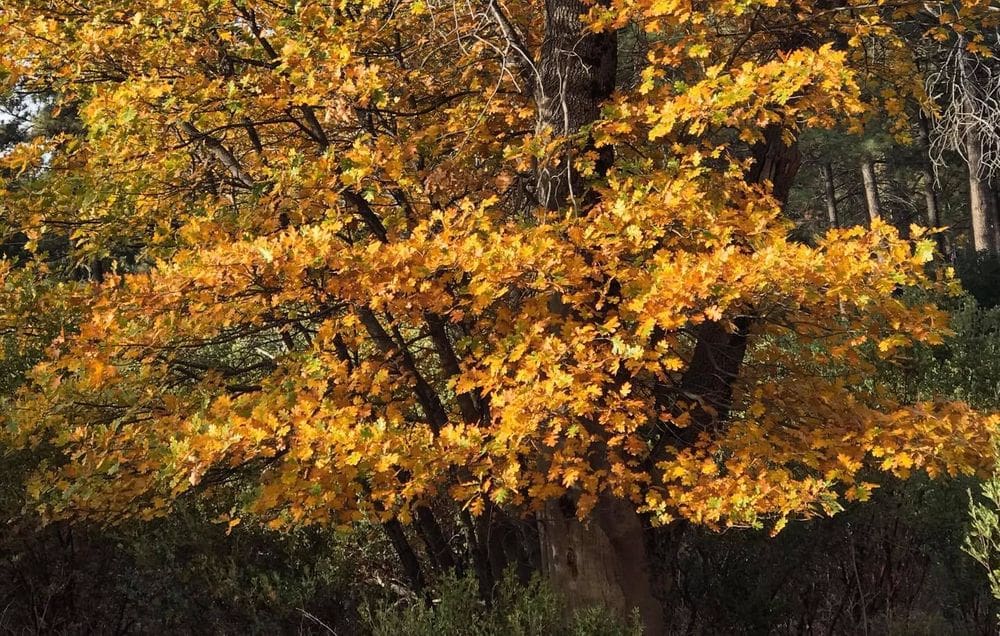 Brilliant yellow autumn leaves hang on a tree within Cuyamaca Rancho State Park.