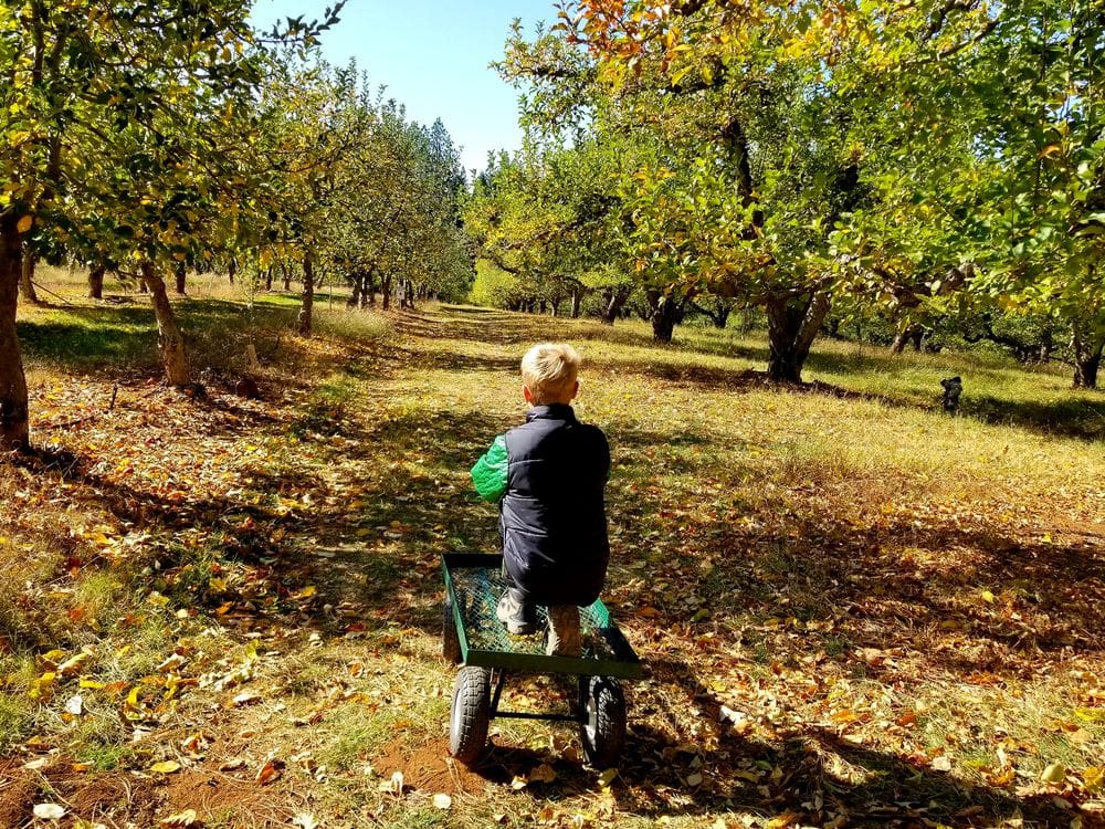 A young boy sits on a green wagon while enjoying an autumn day at the apple orchard in California.