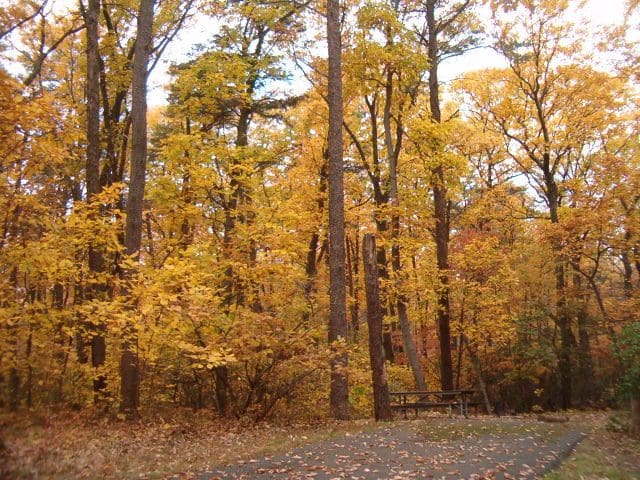 A paved trail leads through a brilliant array of golden fall leaves in Greenbelt Park.