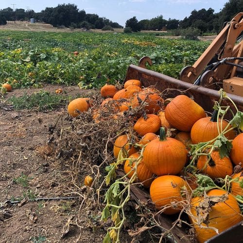 A large piece of farm equipment holds several pumpkins in its bucket with a field in the distance.