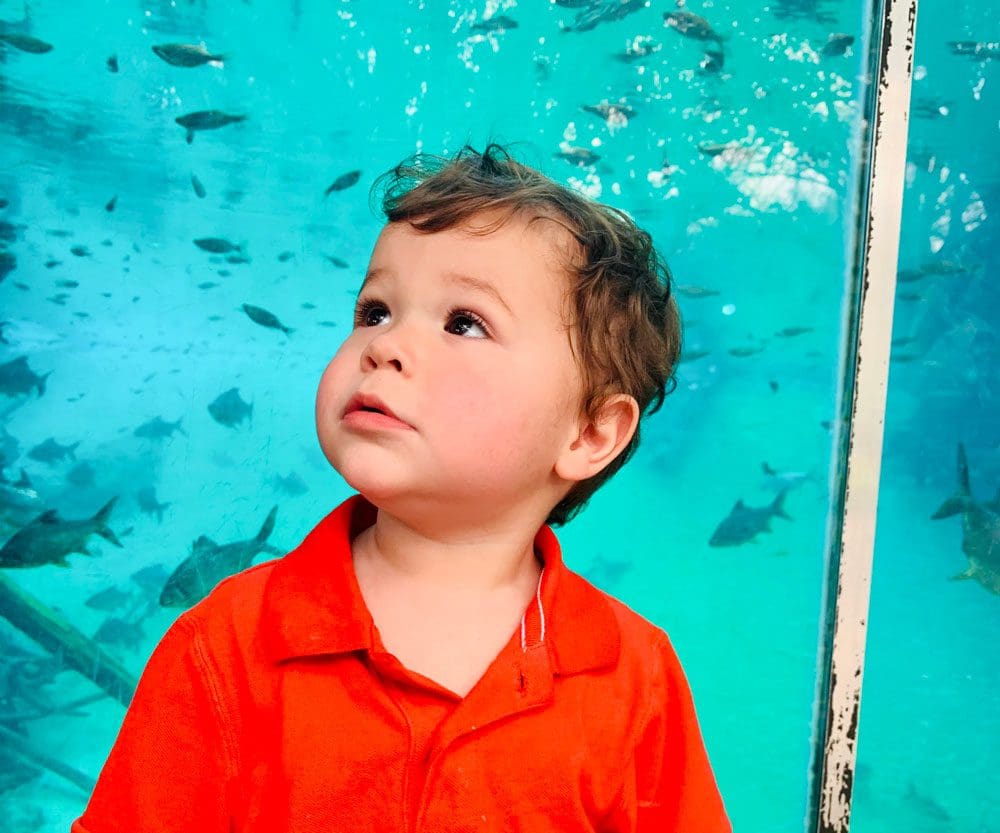 A toddler boy wearing an orange polo looks up at a world of fish at the Forth Worth Zoo.