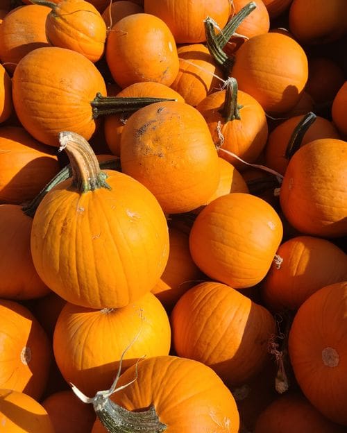 Several pumpkins piled together at Miller Farms.
