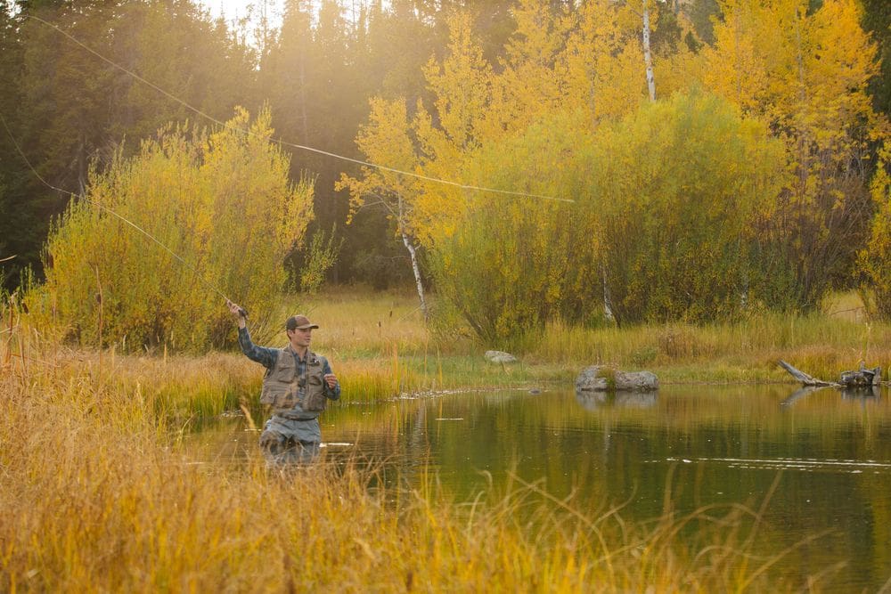 A man waist high in water fly fishes on a sunny fall day, with an array of fall foliage in hues of yellow and gold around him in the Jackson Hole Valley.