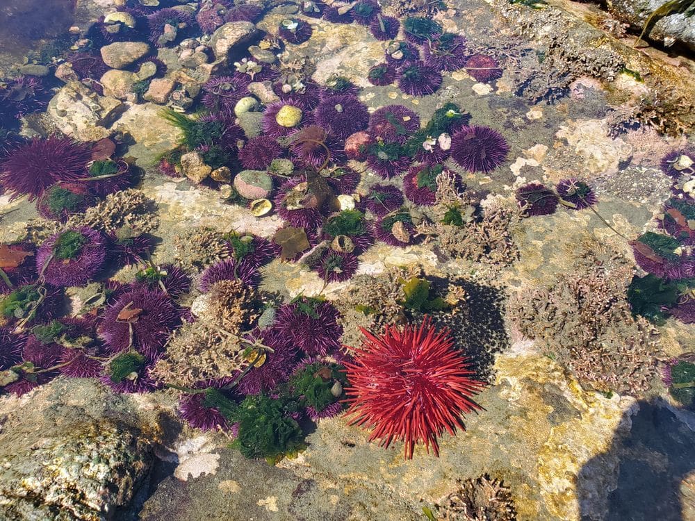 Colorful sea urchins in a tide pool at Salt Creek Recreation Area.